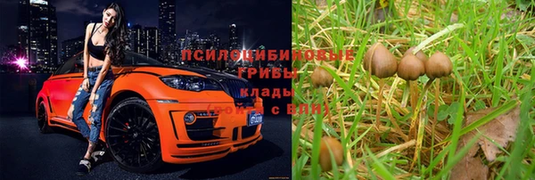 прущие грибы Богородицк